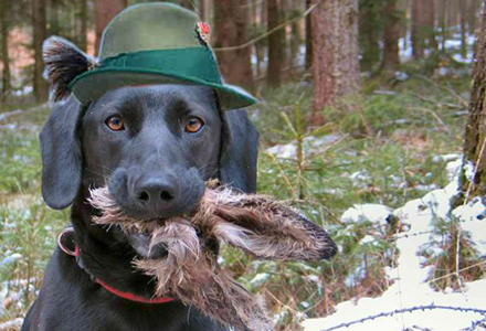 der Jagdhund